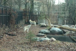 В калининградском зоопарке реконструировали вольер для тундровых волков (видео)