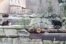 За ночь в Калининградском зоопарке погибли три тюленя и медведь барибал