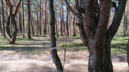 «Автотор-Арене» разрешили санитарную вырубку 132 деревьев рядом с новым ФОКом в Калининграде (фото)