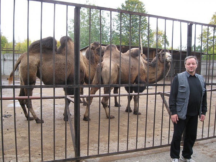 Корнеев: Чтобы занять должность директора калининградского зоопарка, я должен был стать сторонником «Единой России» 