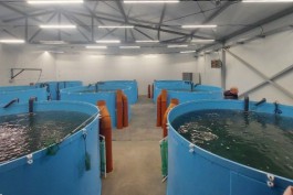 Под Гвардейском запустили производство по выращиванию форели и осётра