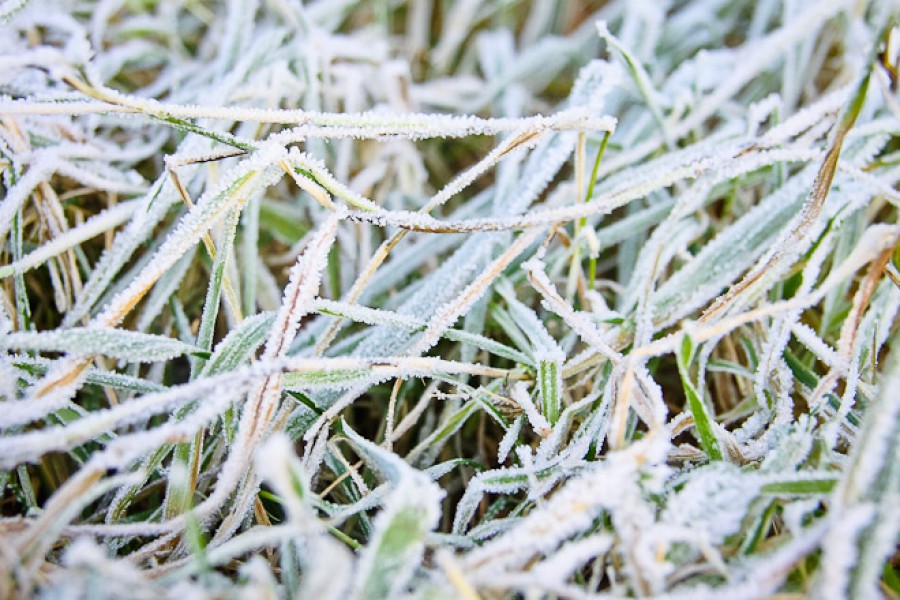 Звук заморозки. Заморозки и культуры. Заморозки до -1.3°c. В Ивановской области ожидаются заморозки. Аренда заморозки.