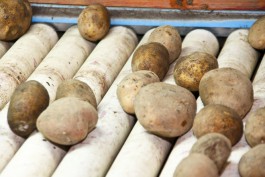 Элитный картофель из Калининграда будут использовать для производства чипсов Lay’s