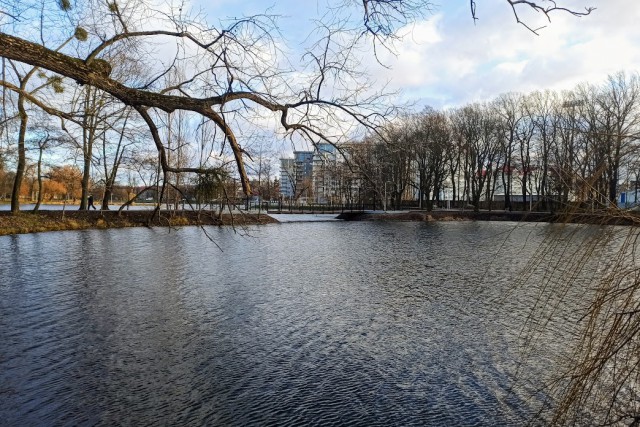 На берегу пруда в Южном парке Калининграда нашли труп жителя Коми