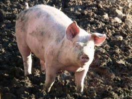 За лето в Калининградской области выявили 17 очагов АЧС среди домашних свиней