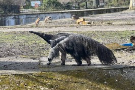 Калининградский зоопарк переходит на весенний режим работы с 1 марта