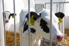 «Млековита» построит под Зеленоградском две фермы на тысячу голов