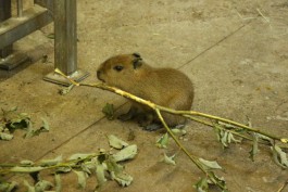Детёнышу капибары из калининградского зоопарка выбрали имя