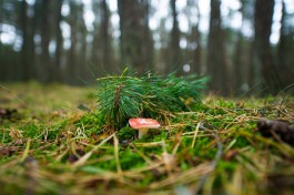 В лесу под Нестеровом нашли тело пропавшего грибника