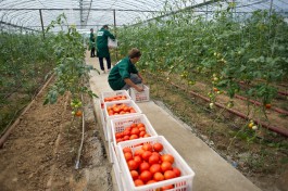 «Томатная наценка»: сколько стоят местные помидоры у производителя, в магазинах и на рынке   