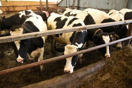 Калининградский агрохолдинг продал 1500 коров голштинской породы за пределы региона
