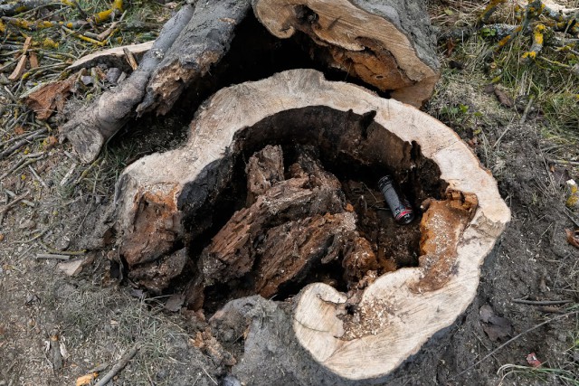 Под Черняховском мужчина вырубил лес почти на миллион рублей (видео)