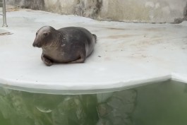 Тюленей в Калининградском зоопарке переселяют в отремонтированный бассейн