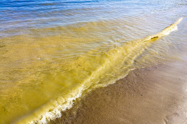 Учёный рассказал, чем опасна для отдыхающих высокая температура воды в Балтийском море