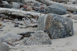В Калининградской области рассказали об итогах акции по подсчёту тюленей