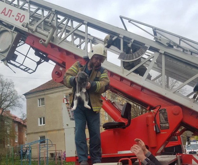 В Калининграде пожарные сняли с дерева кота, который просидел на ветке три дня