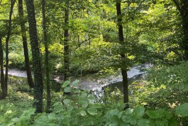 В Калининграде заказывают проект расчистки ручья на территории зоопарка