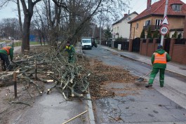 Штормовой ветер повалил более 30 деревьев в Калининграде: повреждены восемь автомобилей (фото)