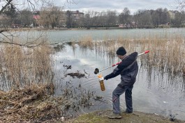 В Калининграде назвали предварительную причину гибели рыб в Летнем озере