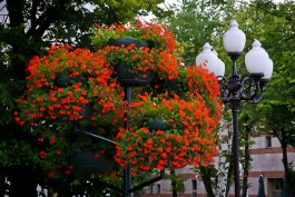 «Термочаши и колесо»: в Калининграде установят новые цветочные конструкции
