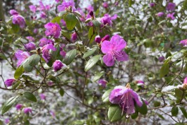 «Цветущие в метель»: какие растения распустились в Ботаническом саду Калининграда