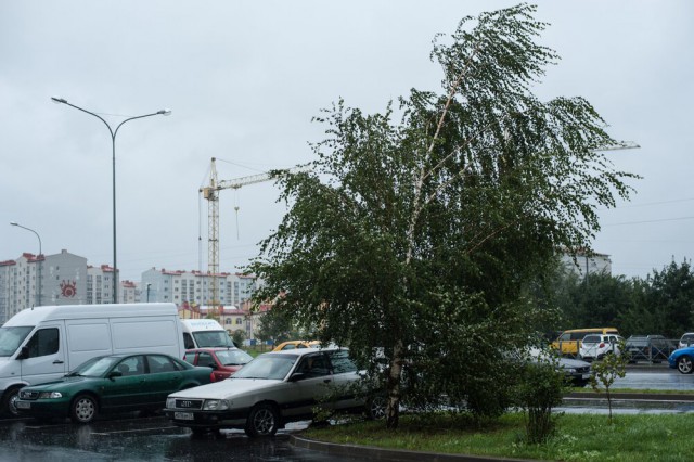 С утра в Калининградской области повалило 34 дерева, повреждены несколько автомобилей