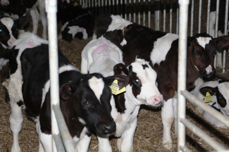«Залесский фермер»: Мы сможем восполнить дефицит молочной продукции из Литвы