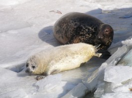 В калининградском зоопарке родился ещё один тюленёнок