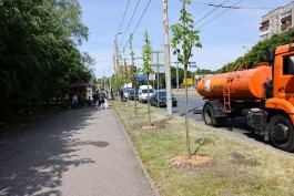 На Московском проспекте и набережной Трибуца высадили липы и вязы (фото)