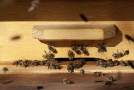 Жителю Славского округа грозит пять лет тюрьмы за кражу поилок для пчёл