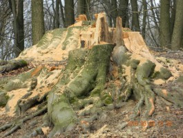 Суд признал недействительным разрешение на вырубку деревьев в Холмогоровке