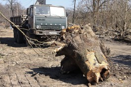 «Минус один сквер»: в Калининграде под строительство коттеджей вырубили 18 деревьев (фото)