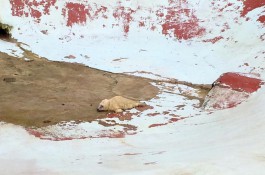 В калининградском зоопарке родился тюленёнок