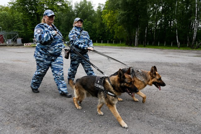 Полиция Калининграда нашла новых хозяев для собак, «уходящих на пенсию»