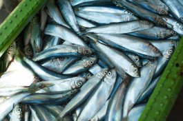 В районах Калининградской области намерены создавать рыбные рынки