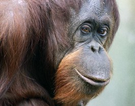 До конца года в калининградский зоопарк привезут 18-летнего орангутана из Дании