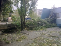 Ураган повалил несколько деревьев в Калининграде
