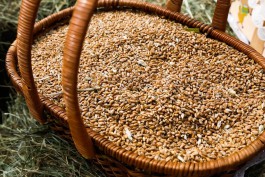 В 2025 году в Калининградской области собрали рекордный урожай зерна