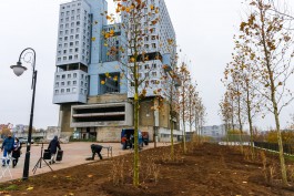 У Дома Советов в Калининграде высадили аллею платанов (фото)