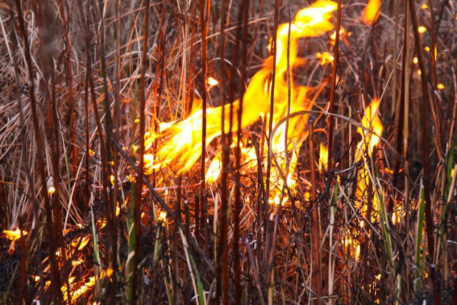 За сутки пожарные 77 раз выезжали на тушение палов травы в регионе
