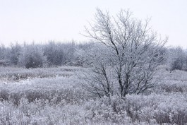 Синоптики прогнозируют ослабление морозов в Калининградской области