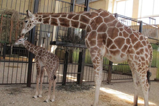 В зоопарке Калининграда умерла самка жирафа Ива 