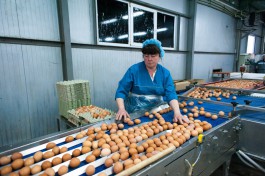 В Калининградскую область не пустили 207 тысяч яиц из Германии