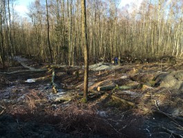 УМВД: Чёрные копатели янтаря вырубили лес под Зеленоградском (фото)