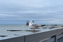 Синоптики прогнозируют до +14°C и дожди на рабочей неделе в Калининградской области