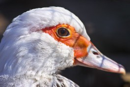 В Славском районе откроют «Парк птиц»