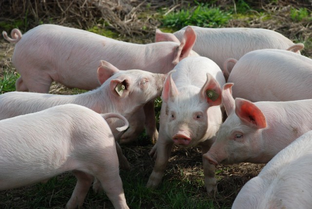 «Поросячий восторг»: как открывали свиноферму в Черняховском округе