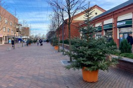 В Калининграде выбрали места, куда высадят новогодние ели из кадок 