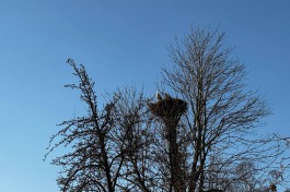 В Калининградскую область возвращаются первые аисты после зимовки