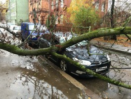 На ул. Больничной в Калининграде на «Ситроен» упало дерево